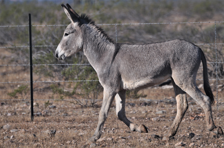 donkeys